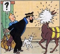 Dans un dessin de Tintin, le capitaine Haddock crache sur un lama qui venait de lui cracher dessus, à la surprise de Tonton et du chien Milou.