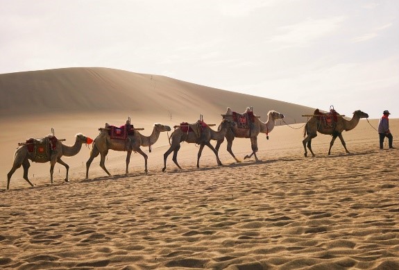 une file de chameaux traversant un désert de sable